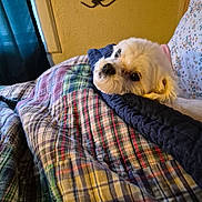 Sophie is registered to the contest to win money with this photo: bed, blanket, comfort, cozy, curtain, cute, dog, fabric, fur, home, indoor, pet, plaid_pattern, quilt, relaxed, resting, sleepy, white_dog, window, yellow_wall