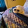 bed, blanket, comfort, cozy, curtain, cute, dog, fabric, fur, home, indoor, pet, plaid_pattern, quilt, relaxed, resting, sleepy, white_dog, window, yellow_wall