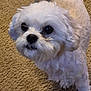 Sophie is registered to the contest to win money with this photo: adorable, animal, canine, carpet, close_up, companion, curious, cute, dog, domestic_animal, fluffy, friendly, fur, indoor, looking_up, paw, pet, portrait, small_dog, white_dog