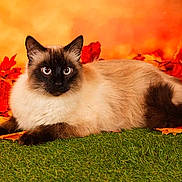 Boubou a rejoint le concours — aidez-le/la à gagner de superbes lots ! cat, siamese_cat, animal, pet, autumn_leaves, fall, orange_background, grass, feline, cute, blue_eyes, fluffy, lying_down, nature, outdoor, close_up, portrait, whiskers, ears, relaxed