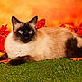 cat, siamese_cat, animal, pet, autumn_leaves, fall, orange_background, grass, feline, cute, blue_eyes, fluffy, lying_down, nature, outdoor, close_up, portrait, whiskers, ears, relaxed