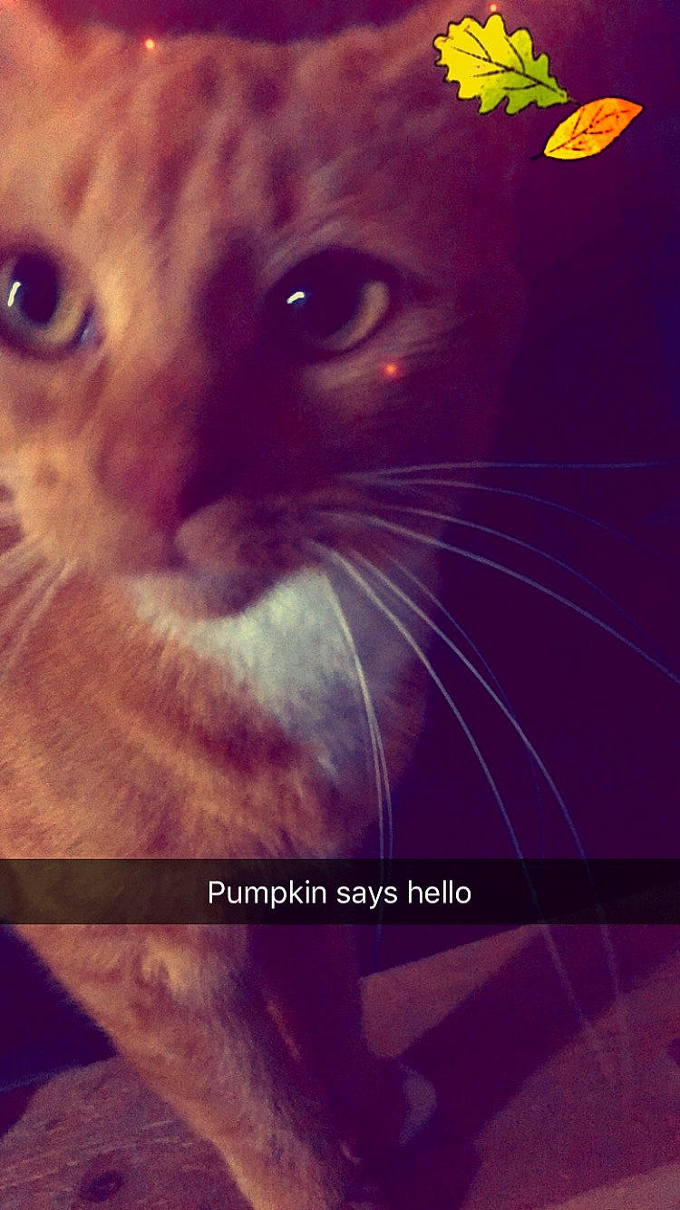 Pumpkin