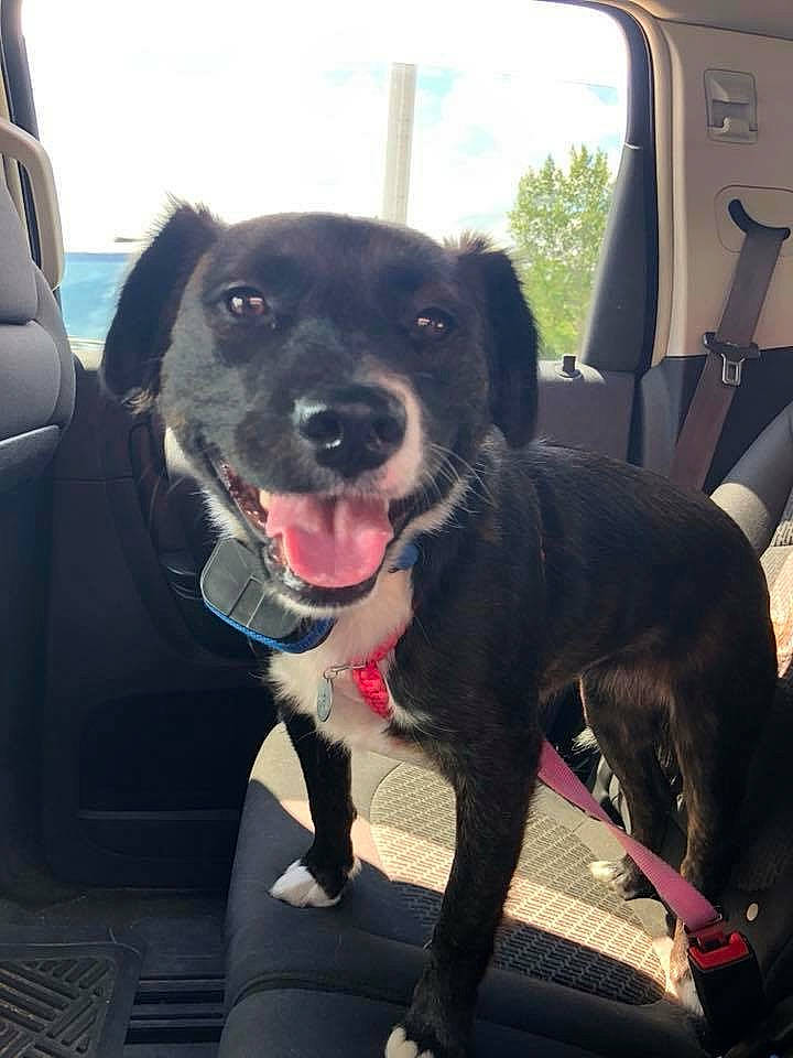 Luna is registered to the contest to win money with this photo: borador, canidae, car_seat, carnivore, companion_dog, dog, dog_breed, labrador_retriever, patterdale_terrier, snout, sporting_group