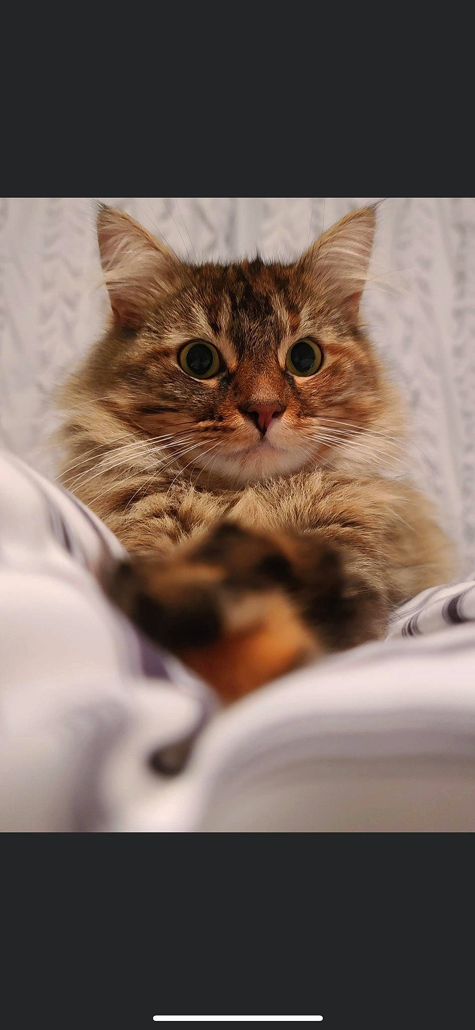 Cj is registered to the contest to win money with this photo: brown, carnivore, cat, claw, comfort, domestic_short_haired_cat, ear, fawn, felidae, fur, iris, paw, photo_caption, small_to_medium_sized_cats, snout, terrestrial_animal, whiskers