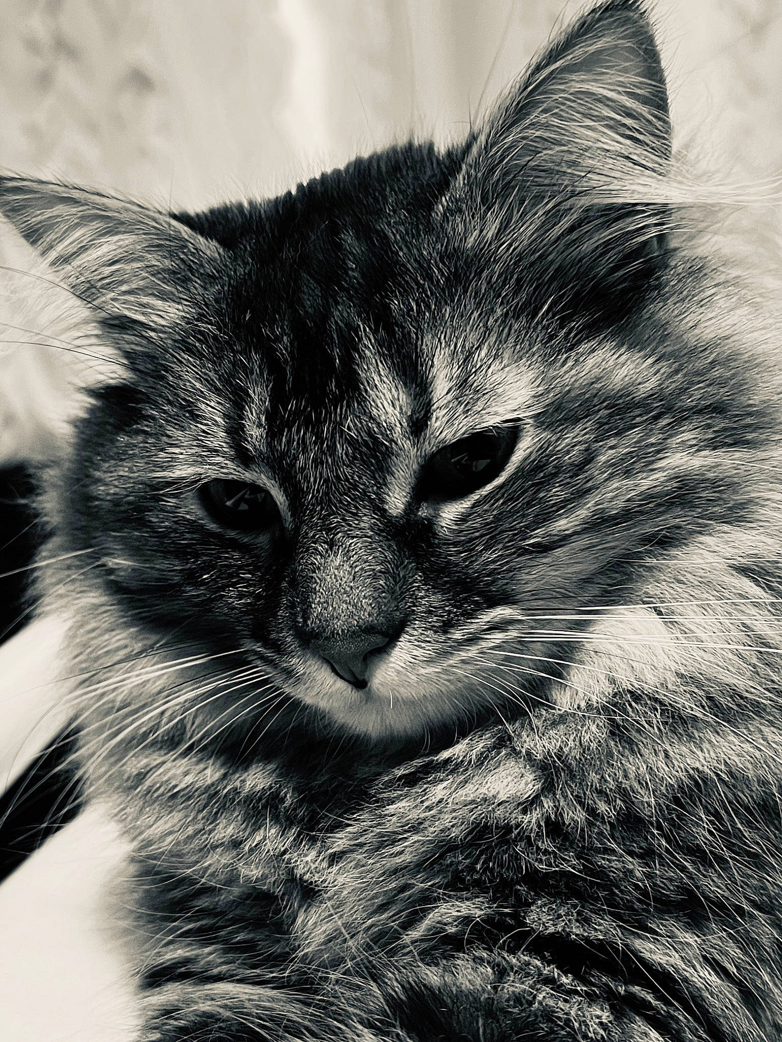 Cj is registered to the contest to win money with this photo: black_and_white, black_cat, carnivore, cat, close_up, cloud, domestic_short_haired_cat, felidae, fur, grey, monochrome, monochrome_photography, paw, sky, small_to_medium_sized_cats, snout, style, tree, whiskers, wildlife