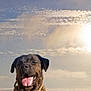 animal, boardwalk, bridge, bulldog, canine, dog, face, head, nature, outdoors, person, pet, photography, pier, port, sky, sunlight, water, waterfront, wood
