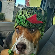 Usko participe au concours pour gagner de l'argent avec cette photo : accessories, animal, baseballcap, beagle, canine, cap, clothing, cream, cushion, dog, face, hat, head, homedecor, hound, person, pet, photography, portrait, puppy
