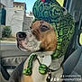 Usko a rejoint le concours — aidez-le/la à gagner de superbes lots ! animal, architecture, beagle, boxer, building, bulldog, canine, cap, clothing, cushion, dog, face, hat, head, homedecor, hound, person, pet, photography, portrait