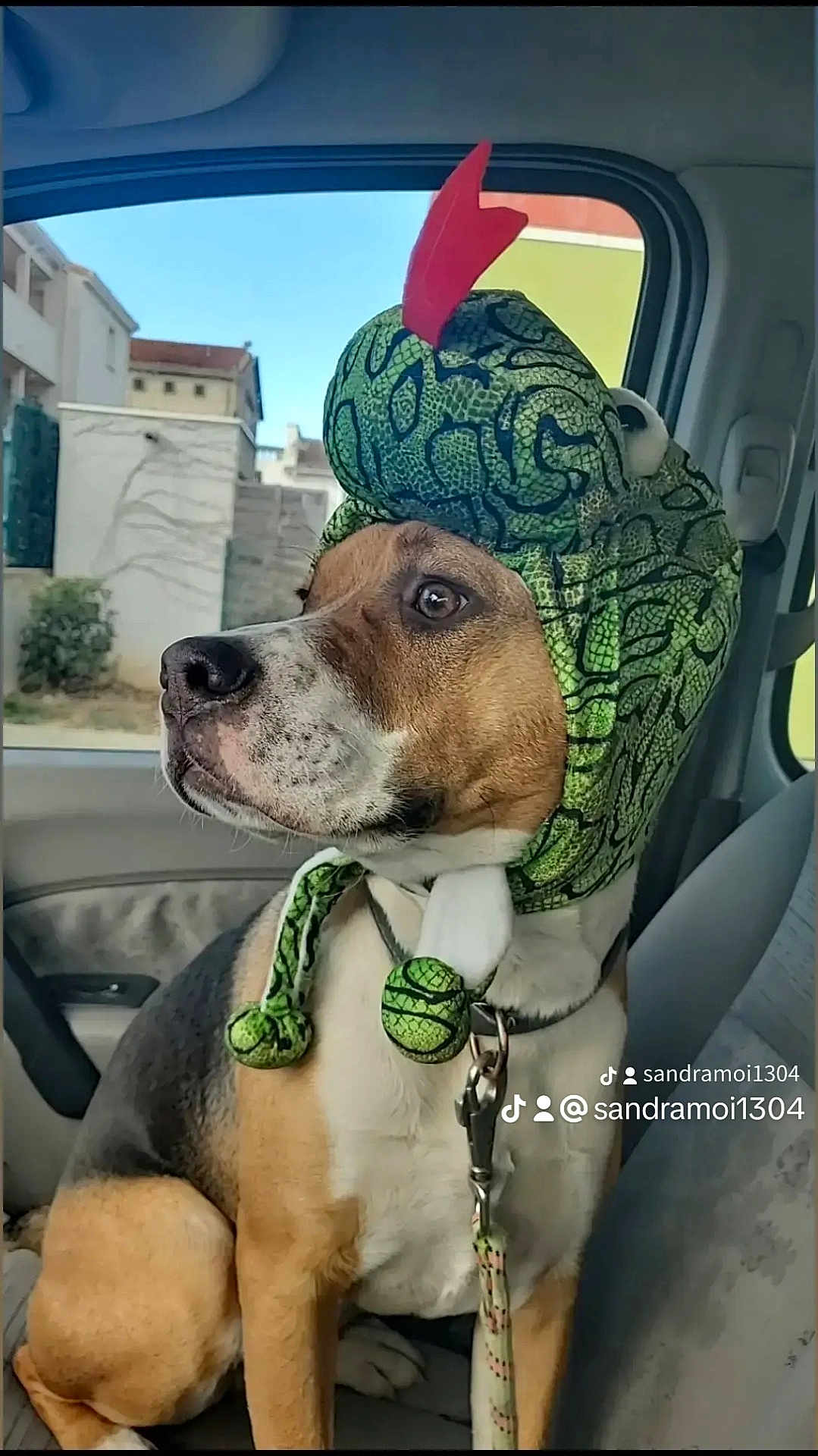 Usko a rejoint le concours — aidez-le/la à gagner de superbes lots ! animal, architecture, beagle, boxer, building, bulldog, canine, cap, clothing, cushion, dog, face, hat, head, homedecor, hound, person, pet, photography, portrait