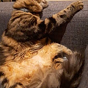 Tigresse a rejoint le concours — aidez-le/la à gagner de superbes lots ! cat, tabby, fluffy, pet, animal, feline, fur, couch, indoor, relaxed, stretching, paw, cozy, home, resting, striped, whiskers, tail, soft, comfortable