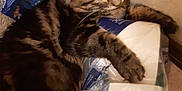 Tigresse a rejoint le concours — aidez-le/la à gagner de superbes lots ! cat, tabby, sleeping, toilet_paper, package, hugging, fur, indoor, corner, wallpaper, resting, pet, animal, cozy, soft, floor, domestic_cat, cute, feline, relaxed