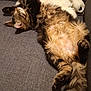 Tigresse a rejoint le concours — aidez-le/la à gagner de superbes lots ! cat, tabby, fluffy, relaxed, sleeping, couch, gray_couch, plush_toy, polar_bear_toy, fur, pet, indoor, cozy, resting, animal, cute, soft, whiskers, tail, paw