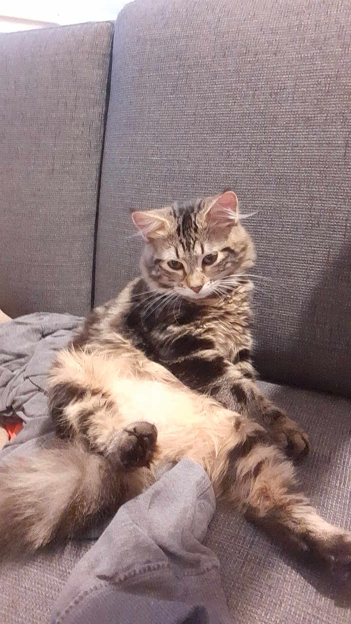 Tigresse participe au concours pour gagner de l'argent avec cette photo : cat, tabby, fluffy, pet, animal, feline, couch, sofa, fabric, relaxed, lounging, indoor, fur, whiskers, ears, paw, tail, domestic, resting, cute