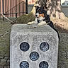 animal, black_and_white_dog, building, curious, daylight, dog, leash, nature, outdoor, pavement, pet, playful, quiet, resting, shade, side_view, stone_die, tree, urban, window