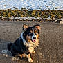 animal, canine, daylight, dog, ears, friendly, fur, grass, happy, looking_up, nature, outdoor, pavement, pet, sitting, smiling, snow, sunlight, tricolor, winter