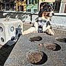 animal, building, colorful, daytime, dice, dog, harness, leaf, outdoor, pavement, paws, pet, playful, shadow, stone_table, street, sunlight, tree_branch, urban, window