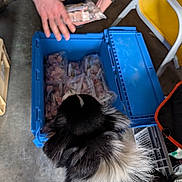 Akira participe au concours pour gagner de l'argent avec cette photo : animal, black_and_white, blue_container, container, cooler, crate, curious, dog, floor, frozen_meat, fur, hand, indoor, looking, package, person, pet, storage, tattoo, yellow_chair