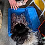 animal, black_and_white, blue_container, container, cooler, crate, curious, dog, floor, frozen_meat, fur, hand, indoor, looking, package, person, pet, storage, tattoo, yellow_chair