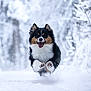 animal, canine, cold, daylight, dog, ears_up, fluffy, forest, fur, happy, jumping, motion, nature, outdoor, playful, running, snow, tongue_out, tricolor, winter