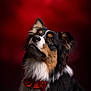 adorable, animal, bow_tie, canine, companion, cute, dog, ears, fluffy, focused, fur, indoor, looking_up, pet, photo_shoot, portrait, red_background, studio, tricolor, well_groomed