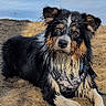 animal, beach, black_fur, brown_fur, canine, curious, daylight, dog, harness, lying_down, muddy_paws, nature, outdoor, pet, portrait, relaxed, sand, water, wet_fur, white_fur