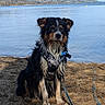 adventure, animal, beach, calm, clouds, dog, harness, lake, landscape, leash, muddy, nature, outdoor, pet, sand, scenery, sky, summer, water, wet_dog