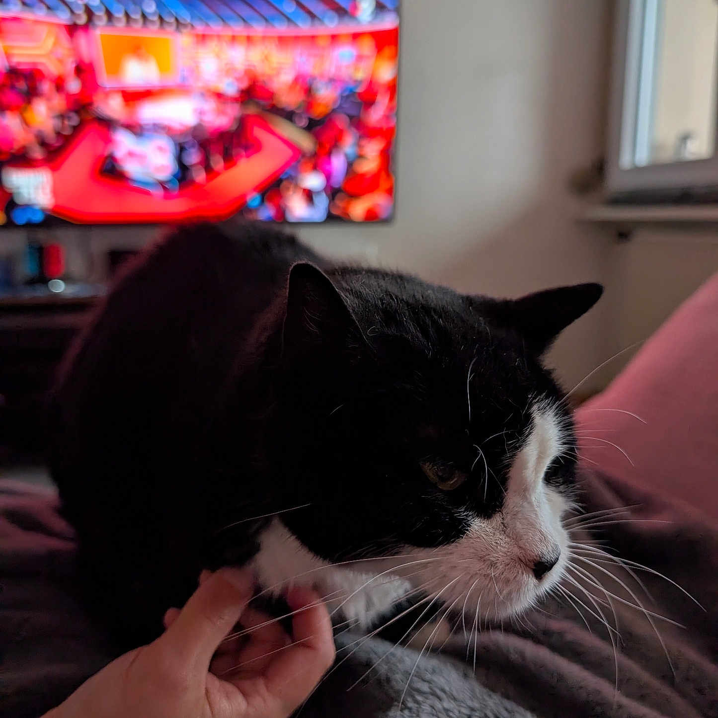 Shenzy a rejoint le concours — aidez-le/la à gagner de superbes lots ! animal, bodypart, cat, computer, computerhardware, computerkeyboard, couch, electronics, entertainmentcenter, finger, furniture, hand, hardware, kitten, manx, monitor, person, pet, screen, tv