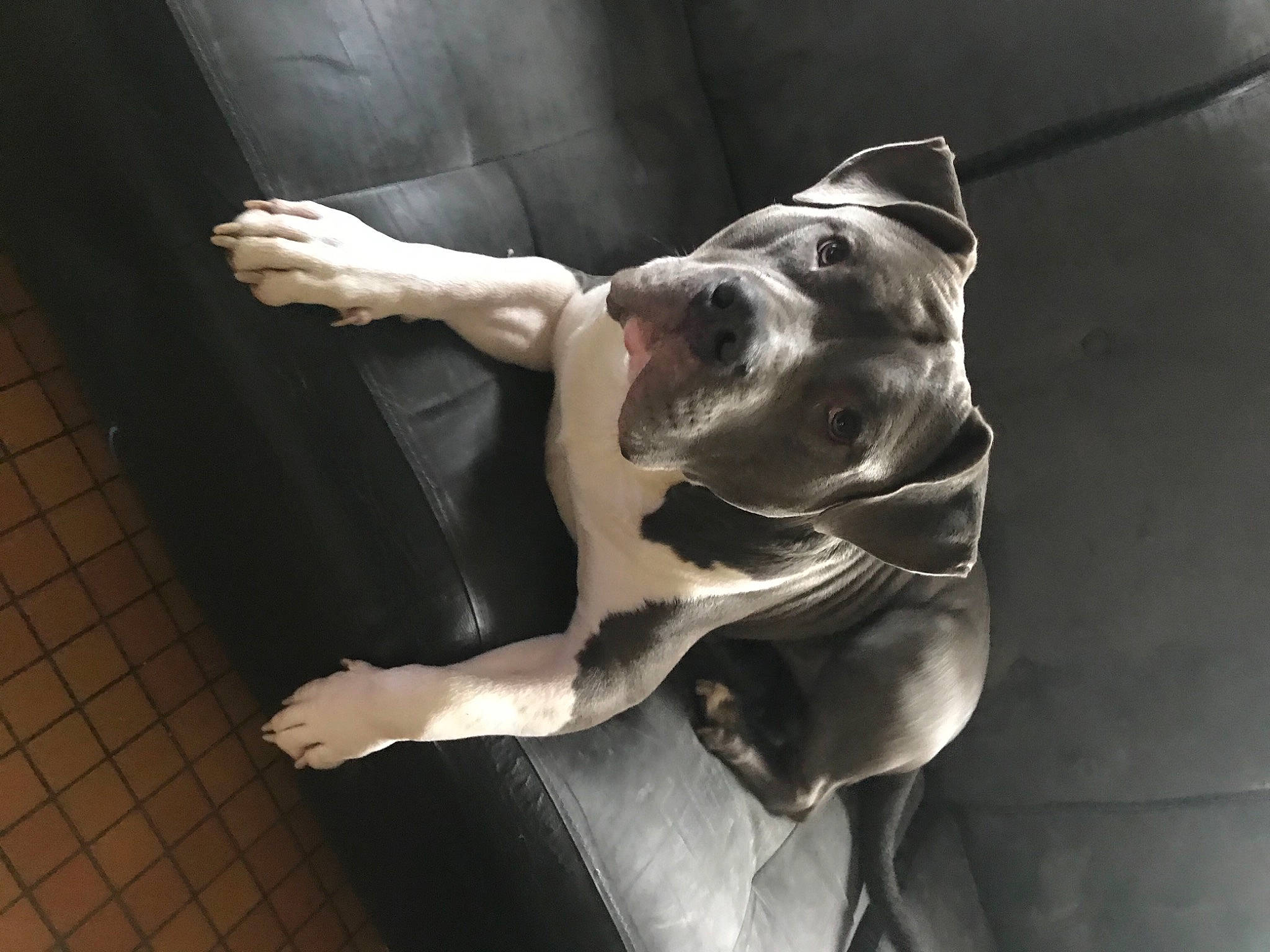 Paco a rejoint le concours — aidez-le/la à gagner de superbes lots ! american_bulldog, american_pit_bull_terrier, american_staffordshire_terrier, bully_kutta, canidae, carnivore, dog, dog_breed, ear, fawn, great_dane, guard_dog, non_sporting_group, pit_bull, snout, sporting_group