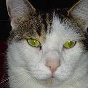 Tcharly a rejoint le concours — aidez-le/la à gagner de superbes lots ! animal, cat, close_up, cute, domestic_animal, ears, face, feline, fur_texture, green_eyes, indoor, looking_at_camera, mammal, nose, pet, portrait, tabby_fur, whiskers, white_fur