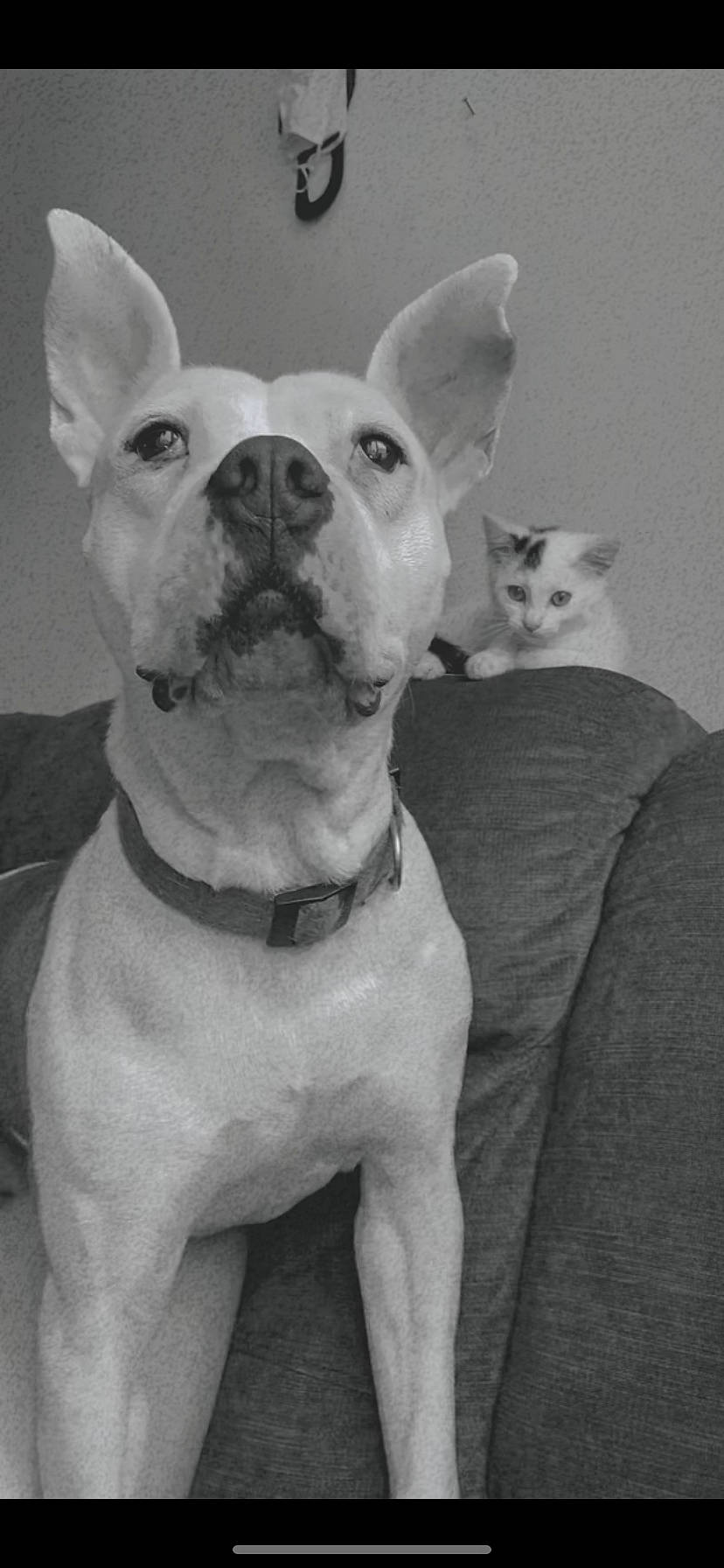 Xéna a rejoint le concours — aidez-le/la à gagner de superbes lots ! ancient_dog_breeds, bull_and_terrier, bull_terrier, canidae, carnivore, companion_dog, cordoba_fighting_dog, dog, dog_breed, ear, english_white_terrier, fawn, french_bulldog, mammal, non_sporting_group, old_english_terrier, pit_bull, rare_breed_dog, snout, vertebrate