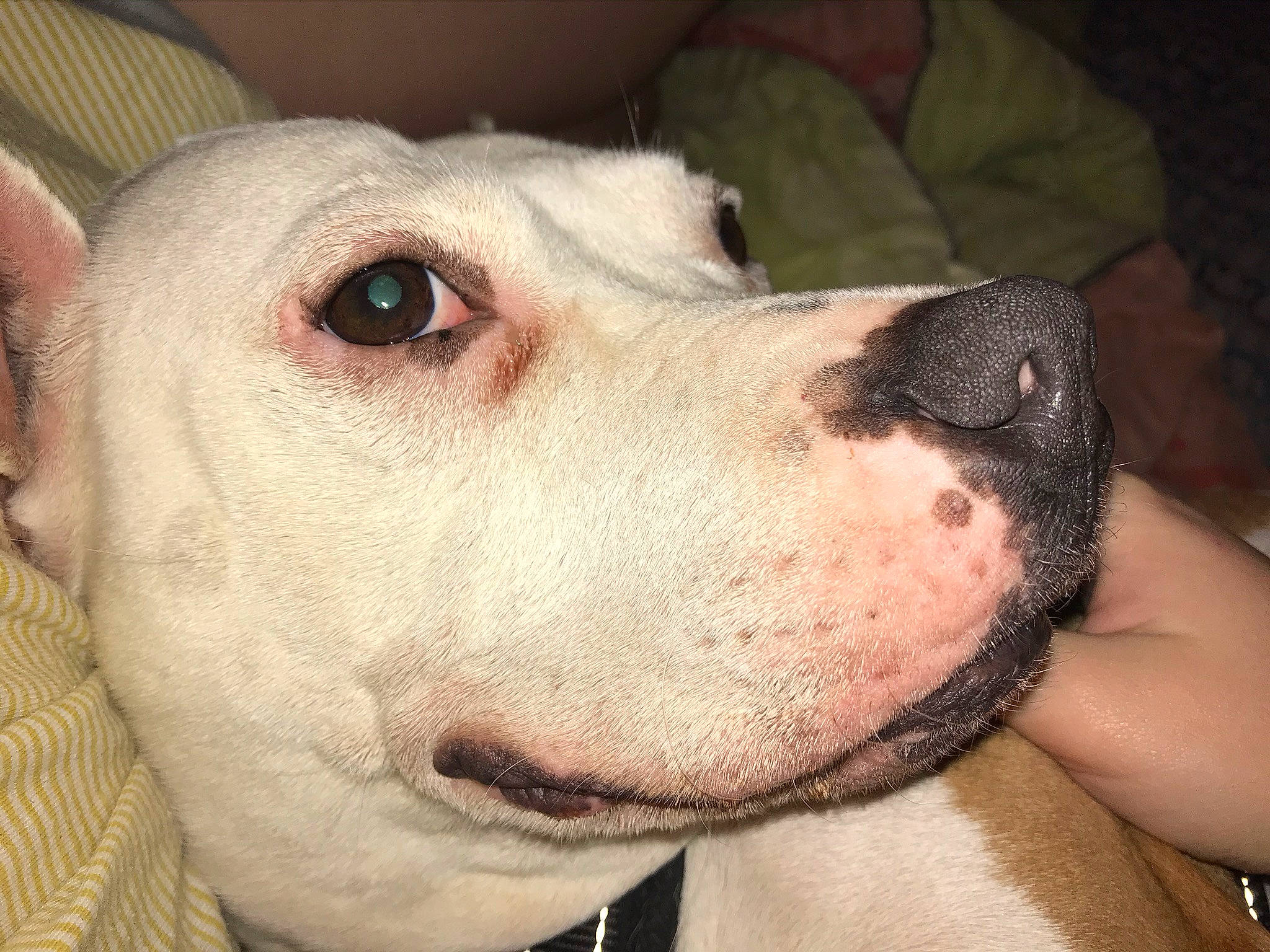 Xéna a rejoint le concours — aidez-le/la à gagner de superbes lots ! american_pit_bull_terrier, american_staffordshire_terrier, bull_and_terrier, bully_kutta, canidae, carnivore, dog, dog_breed, dogo_argentino, english_white_terrier, face, head, mammal, non_sporting_group, nose, old_english_terrier, pit_bull, rare_breed_dog, snout, vertebrate