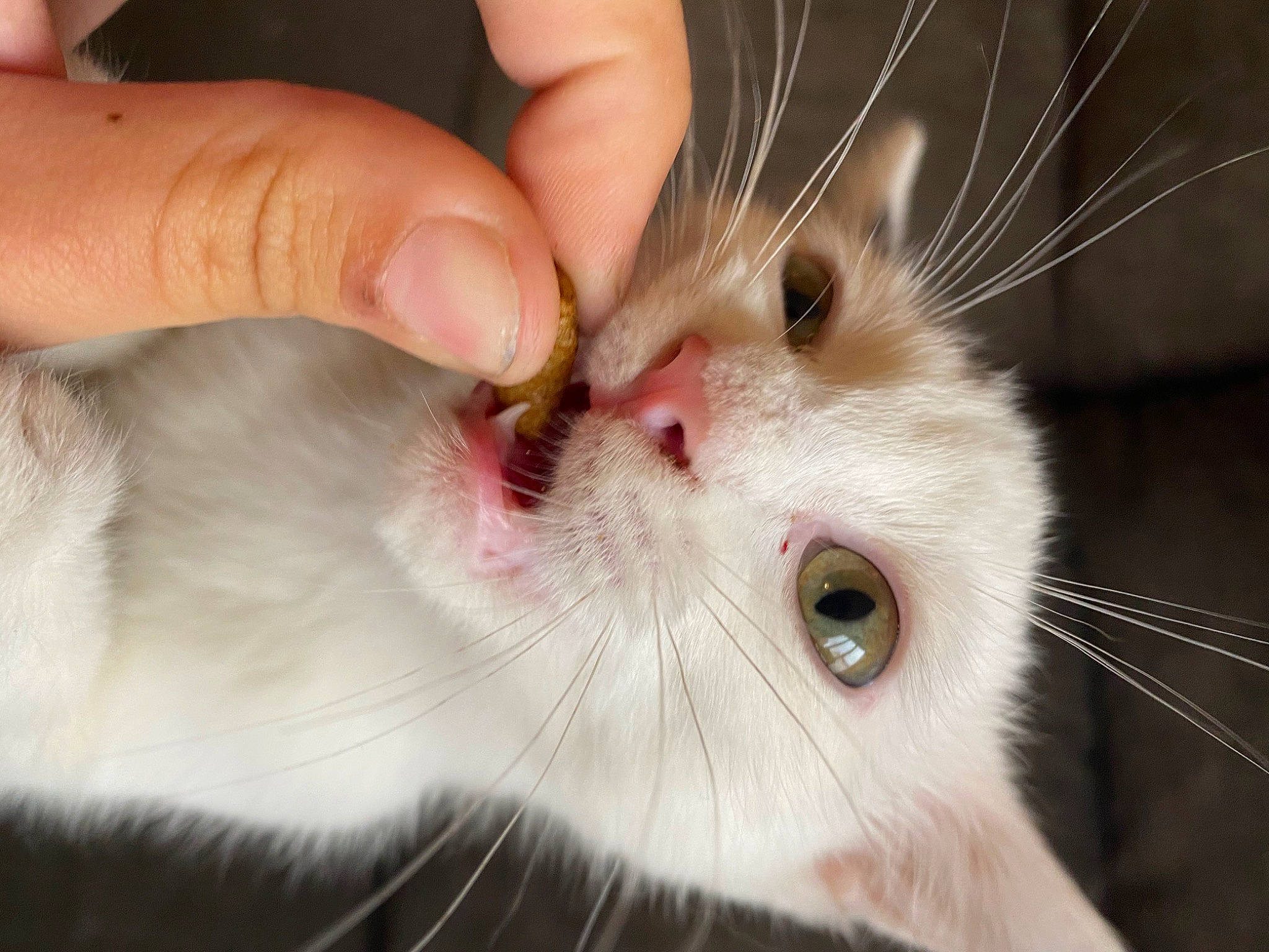 Lucky participe au concours pour gagner de l'argent avec cette photo : burmilla, carnivore, cat, close_up, ear, eye, felidae, fur, hand, iris, kitten, mammal, nose, organ, singapura, skin, small_to_medium_sized_cats, snout, turkish_van, whiskers