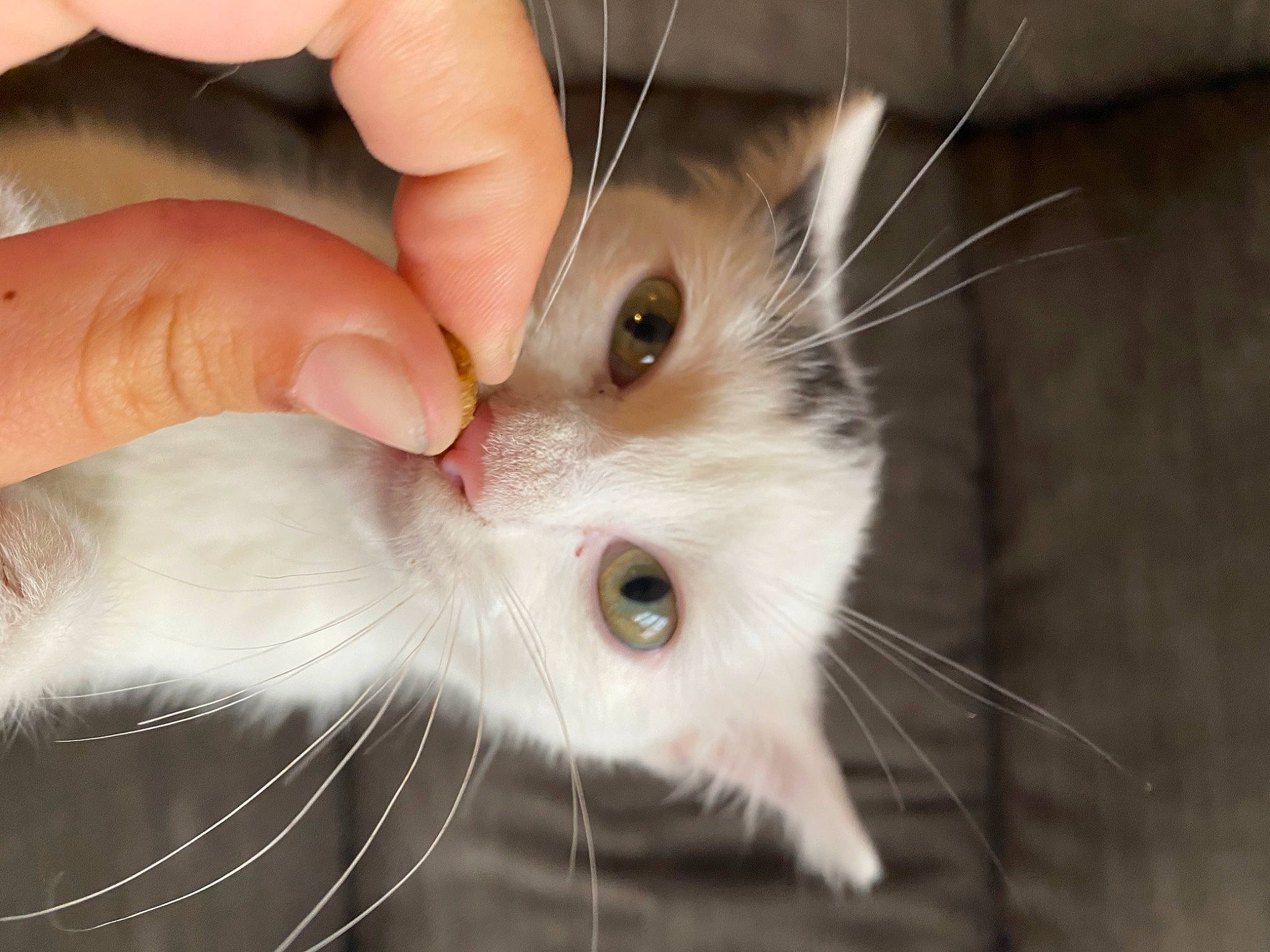 Lucky participe au concours pour gagner de l'argent avec cette photo : cat, ear, eye, fawn, felidae, fur, hamster, hand, iris, kitten, mouse, organ, rat, rodent, skin, small_to_medium_sized_cats, snout, whiskers