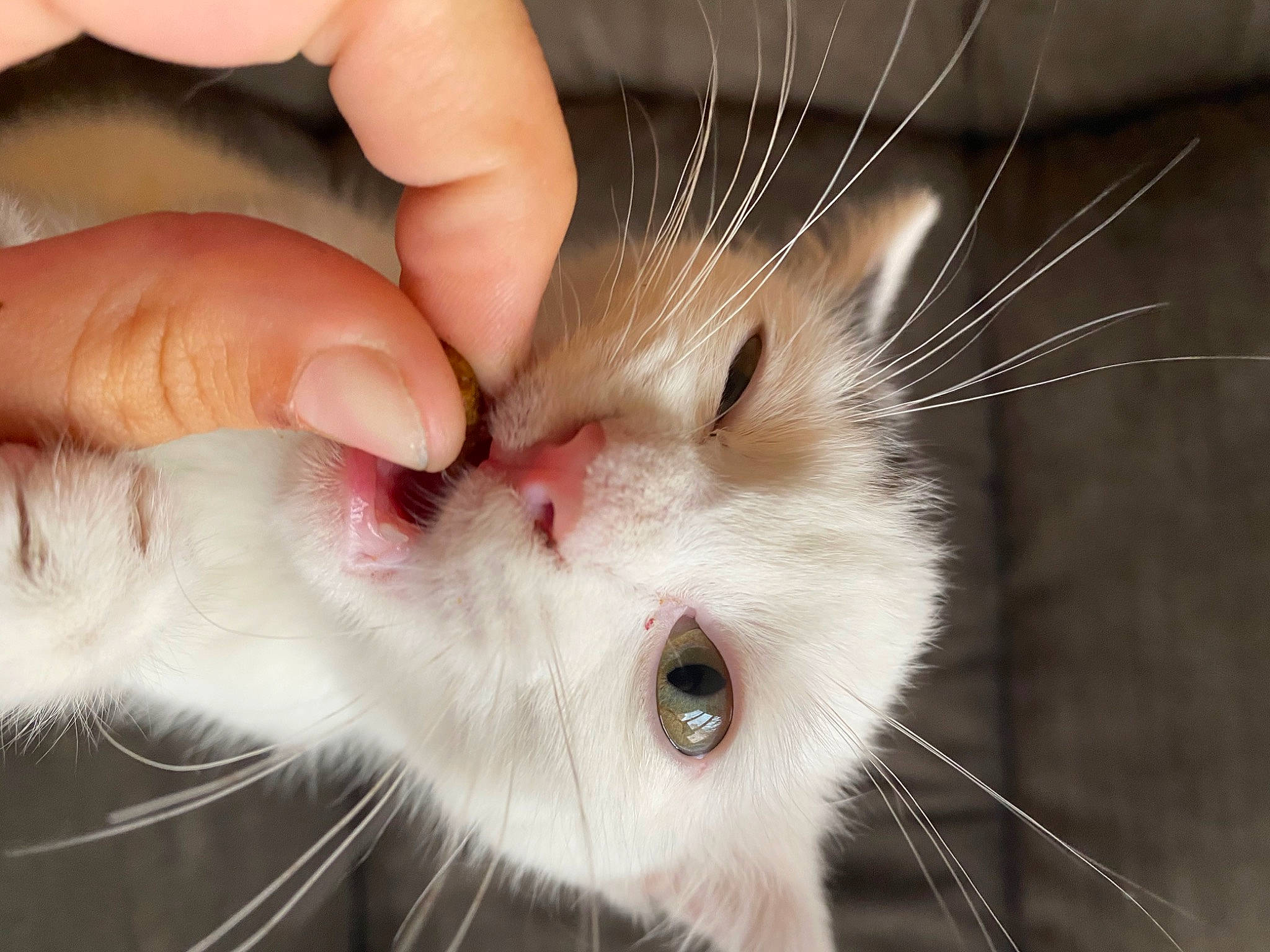 Lucky a rejoint le concours — aidez-le/la à gagner de superbes lots ! carnivore, cat, claw, close_up, domestic_long_haired_cat, ear, eye, felidae, fur, nose, skin, small_to_medium_sized_cats, snout, whiskers
