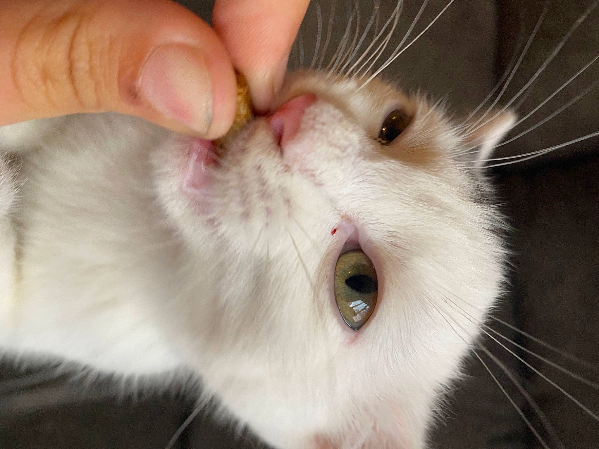 Lucky a rejoint le concours — aidez-le/la à gagner de superbes lots ! carnivore, cat, close_up, domestic_long_haired_cat, ear, eye, fawn, felidae, fur, mammal, mouth, nose, organ, ragdoll, skin, small_to_medium_sized_cats, snout, turkish_angora, turkish_van, whiskers