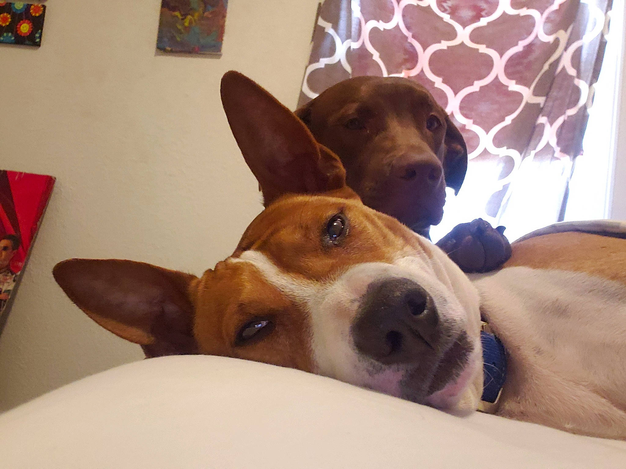 Chopper is registered to the contest to win money with this photo: canidae, carnivore, comfort, companion_dog, dog, dog_bed, dog_breed, dog_supply, ear, fawn, flooring, fur, hound, non_sporting_group, paw, picture_frame, snout, sporting_group, whiskers, working_animal