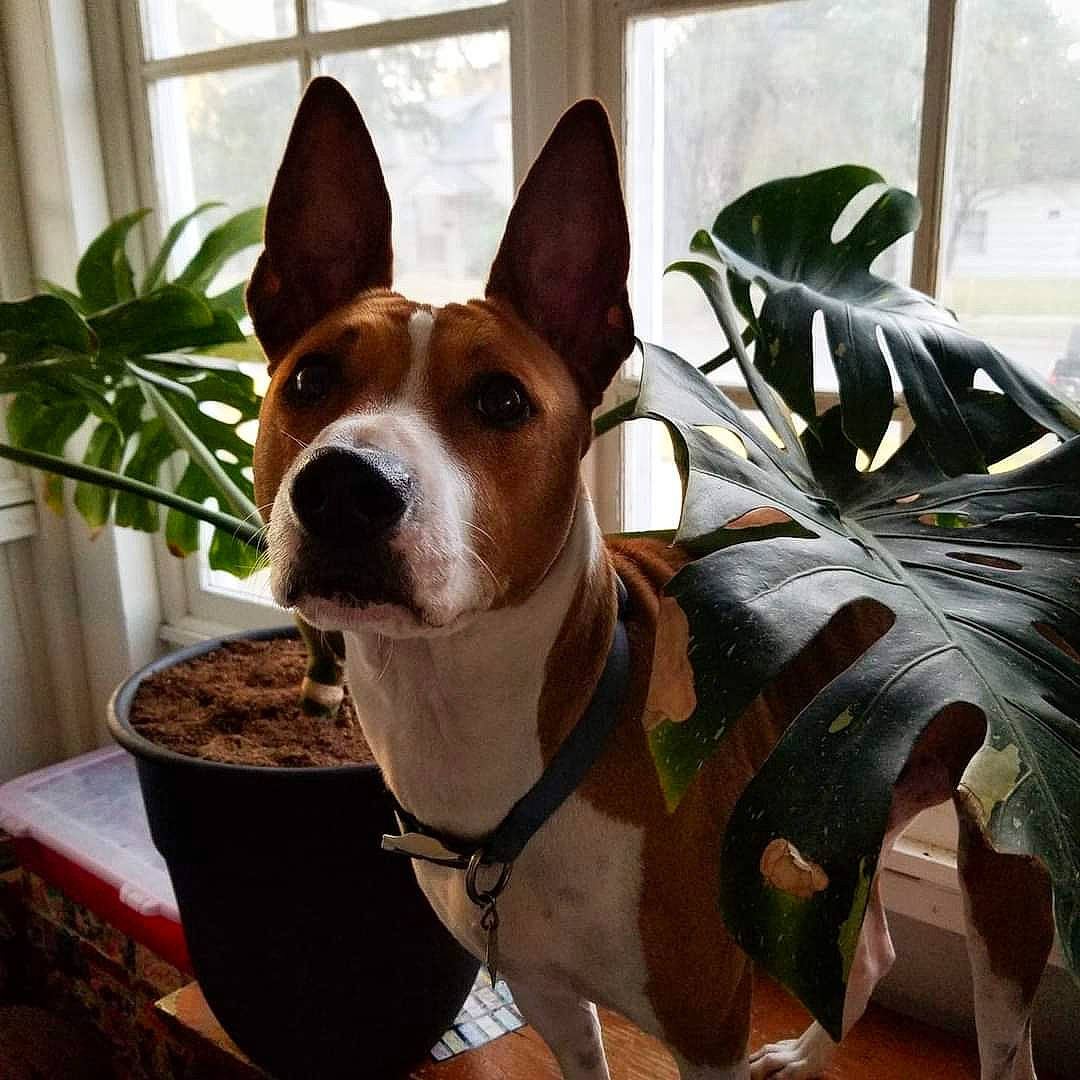 Chopper is registered to the contest to win money with this photo: canidae, carnivore, collar, companion_dog, dog, dog_breed, dog_collar, dog_sports, dog_supply, ear, fawn, hound, houseplant, plant, snout, sporting_group, toy_dog, whiskers, window, working_animal