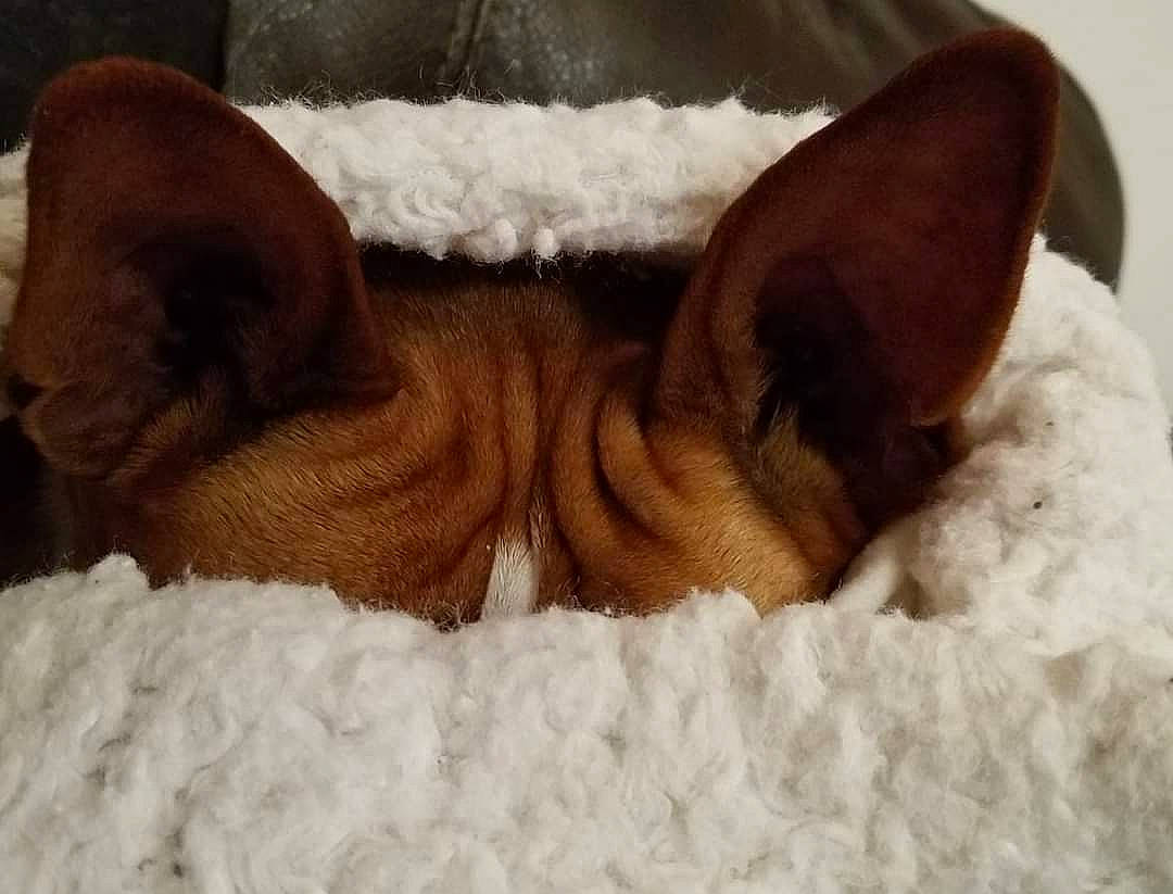 Chopper is registered to the contest to win money with this photo: bedding, canidae, carnivore, cat_bed, comfort, dog_bed, dog_breed, ear, fawn, felidae, fur, linens, liver, small_to_medium_sized_cats, snout, snow, sporting_group, tail, terrestrial_animal, whiskers