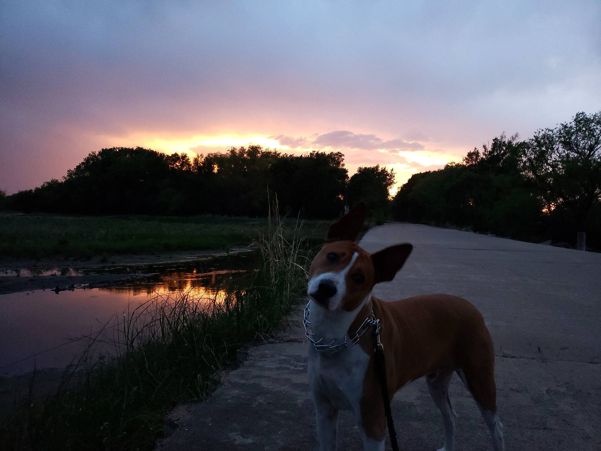 Chopper joined the competition — help win amazing prizes! carnivore, cloud, collar, companion_dog, dog, dog_breed, dusk, fawn, horizon, lake, landscape, plant, sky, snout, sunlight, sunrise, sunset, tail, tree, water