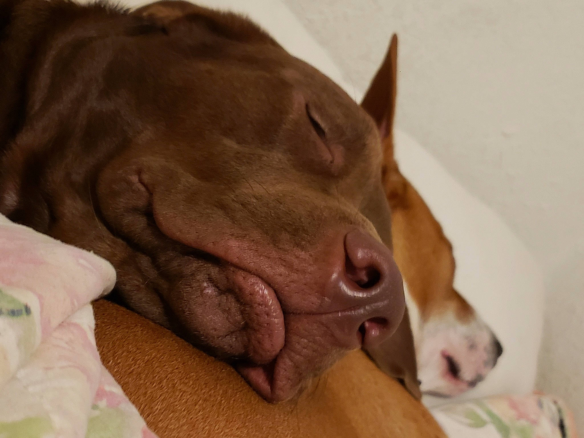 Maple is registered to the contest to win money with this photo: canidae, carnivore, comfort, companion_dog, dog, dog_breed, dog_supply, ear, fawn, fur, guard_dog, gun_dog, liver, non_sporting_group, snout, sporting_group, terrestrial_animal, whiskers, working_animal, wrinkle