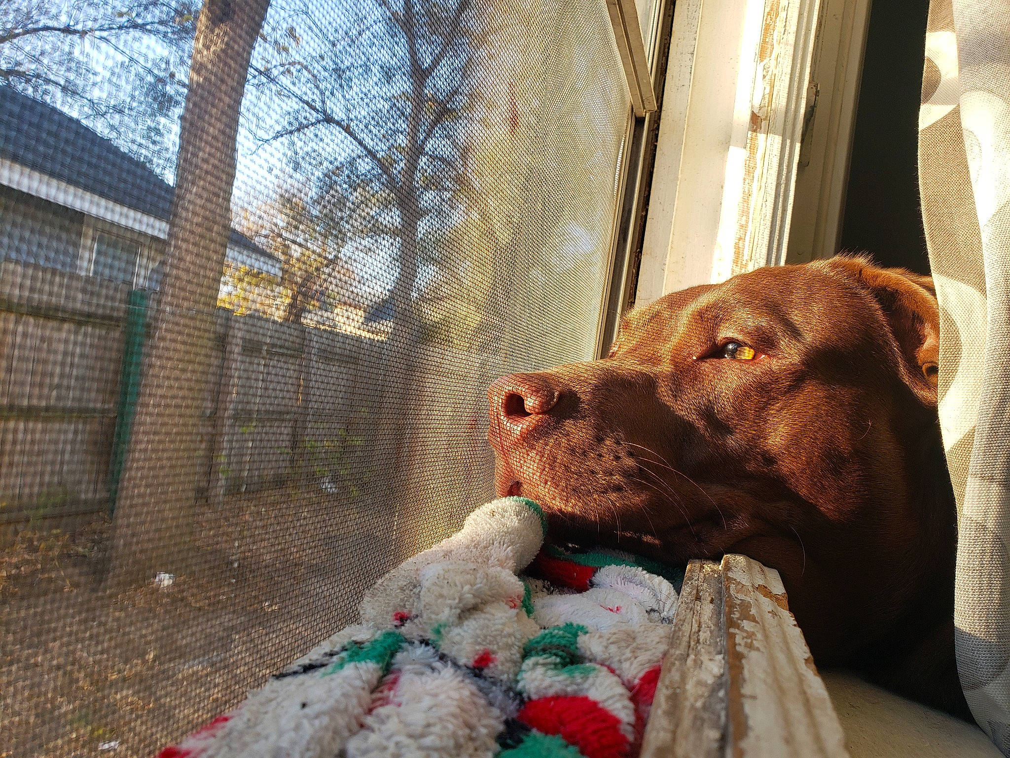 Maple joined the competition — help win amazing prizes! animal_shelter, building, canidae, carnivore, companion_dog, dog, dog_breed, dog_collar, fawn, fur, mesh, pet_supply, retriever, sky, snout, sporting_group, tree, window, wood, working_animal