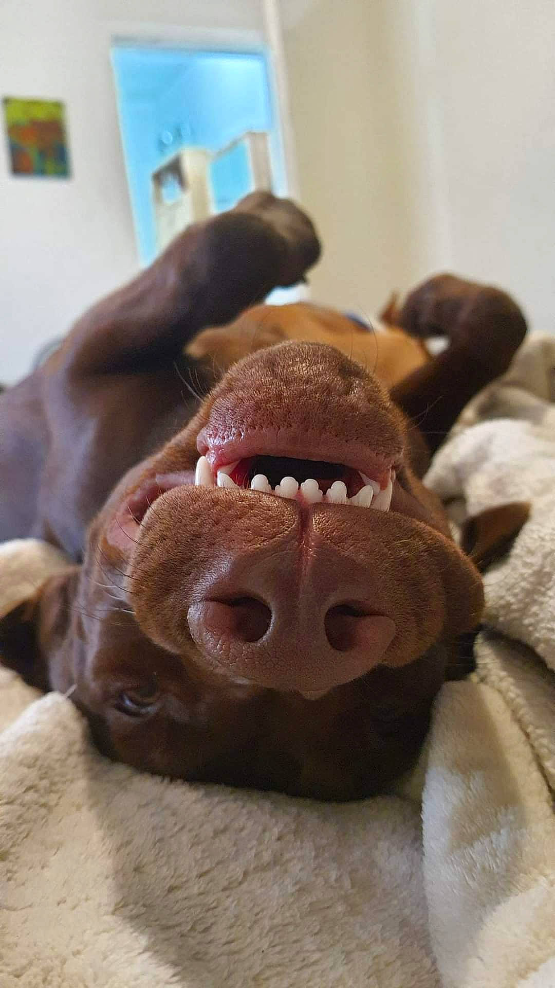 Maple is registered to the contest to win money with this photo: art, canidae, carnivore, companion_dog, dog_breed, fawn, flesh, fur, jaw, liver, picture_frame, sculpture, smile, snout, sporting_group, terrestrial_animal, toy, whiskers, working_animal, wrinkle