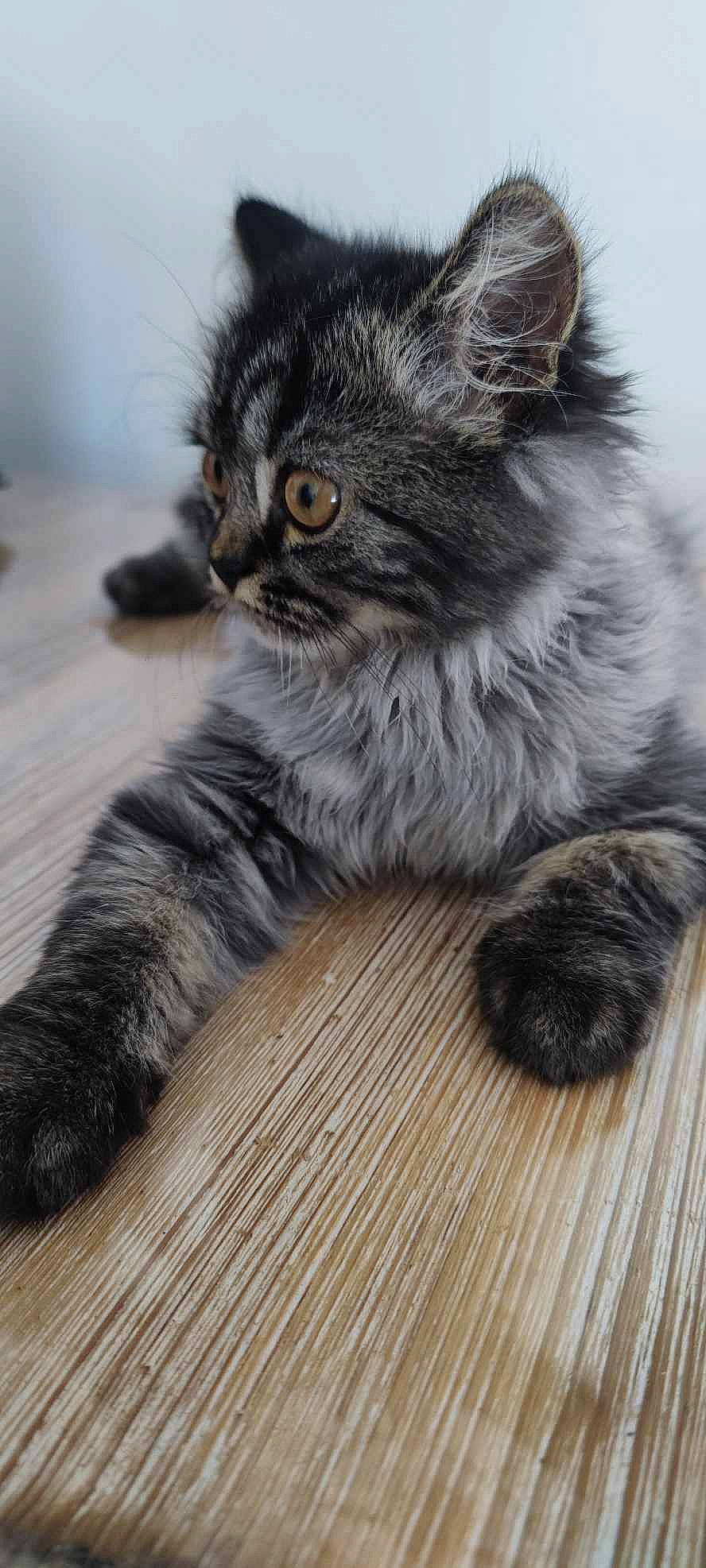 Shiva a rejoint le concours — aidez-le/la à gagner de superbes lots ! carnivore, cat, claw, domestic_short_haired_cat, eye, felidae, flooring, fur, grey, hardwood, paw, plant, sitting, small_to_medium_sized_cats, snout, tail, terrestrial_animal, whiskers, wood, wood_stain