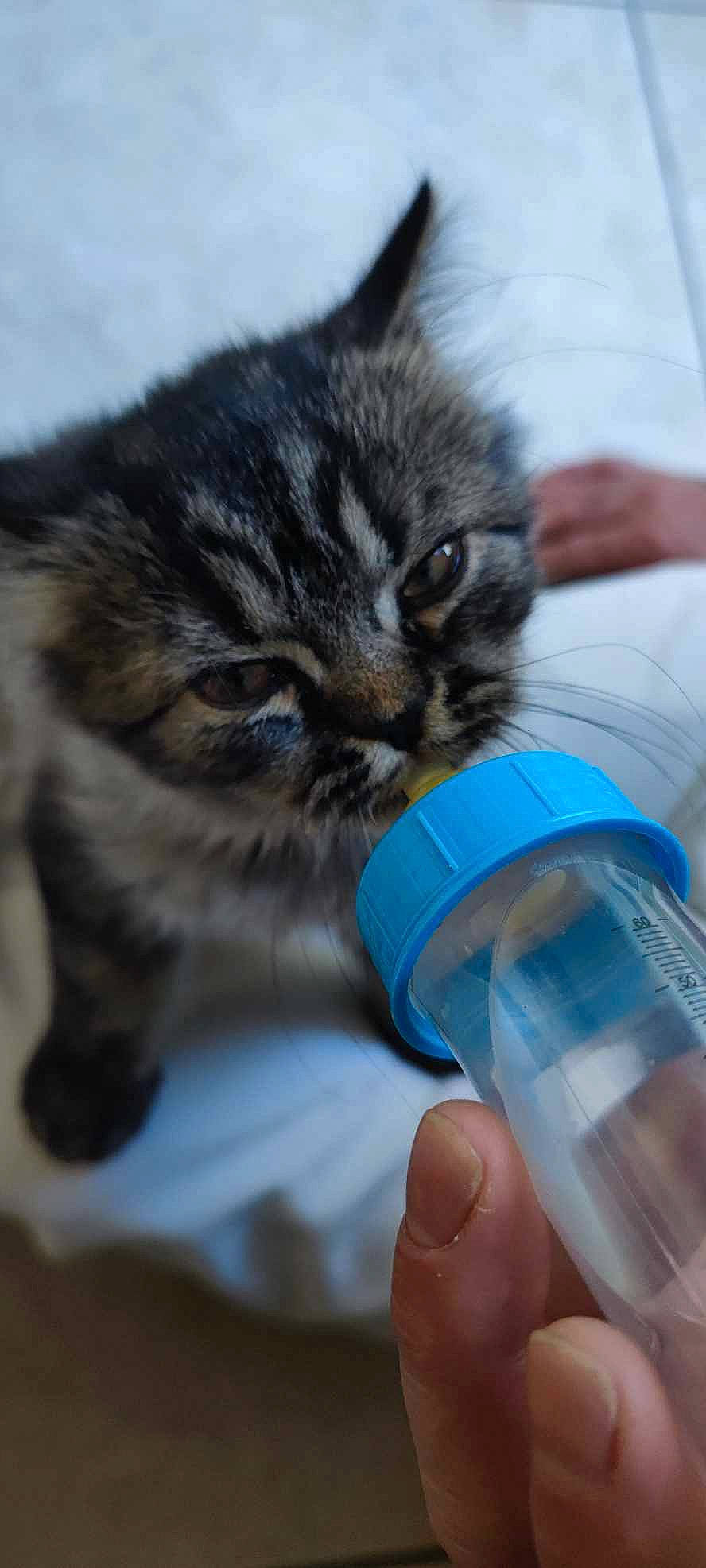 Shiva a rejoint le concours — aidez-le/la à gagner de superbes lots ! bottle, bottled_water, carnivore, cat, domestic_short_haired_cat, drinking, drinking_water, drinkware, electric_blue, felidae, fluid, fur, liquid, plastic_bottle, small_to_medium_sized_cats, snout, solution, water, water_bottle, whiskers