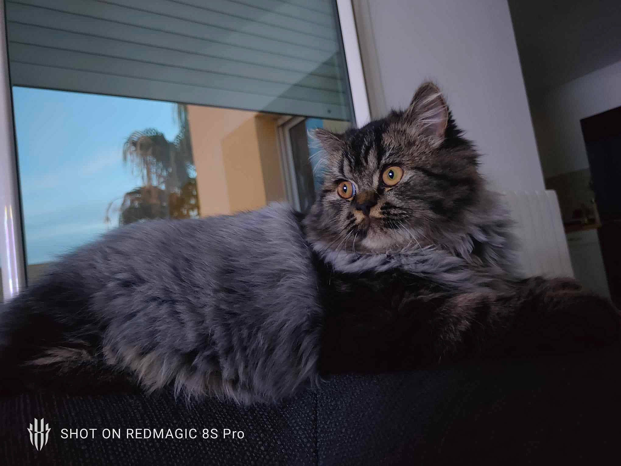 Shiva a rejoint le concours — aidez-le/la à gagner de superbes lots ! carnivore, cat, claw, comfort, domestic_short_haired_cat, felidae, fur, grey, maine_coon, plant, small_to_medium_sized_cats, snout, tail, terrestrial_animal, tree, whiskers, window