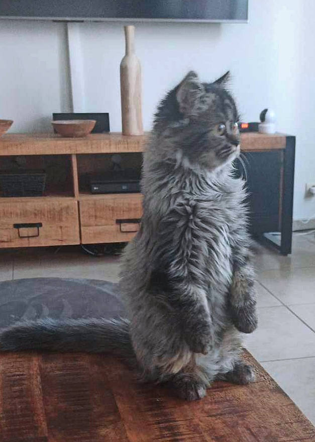 Shiva a rejoint le concours — aidez-le/la à gagner de superbes lots ! cabinetry, carnivore, cat, comfort, domestic_short_haired_cat, drawer, felidae, floor, flooring, fur, grey, hardwood, laminate_flooring, small_to_medium_sized_cats, snout, tail, whiskers, wood, wood_flooring, wood_stain