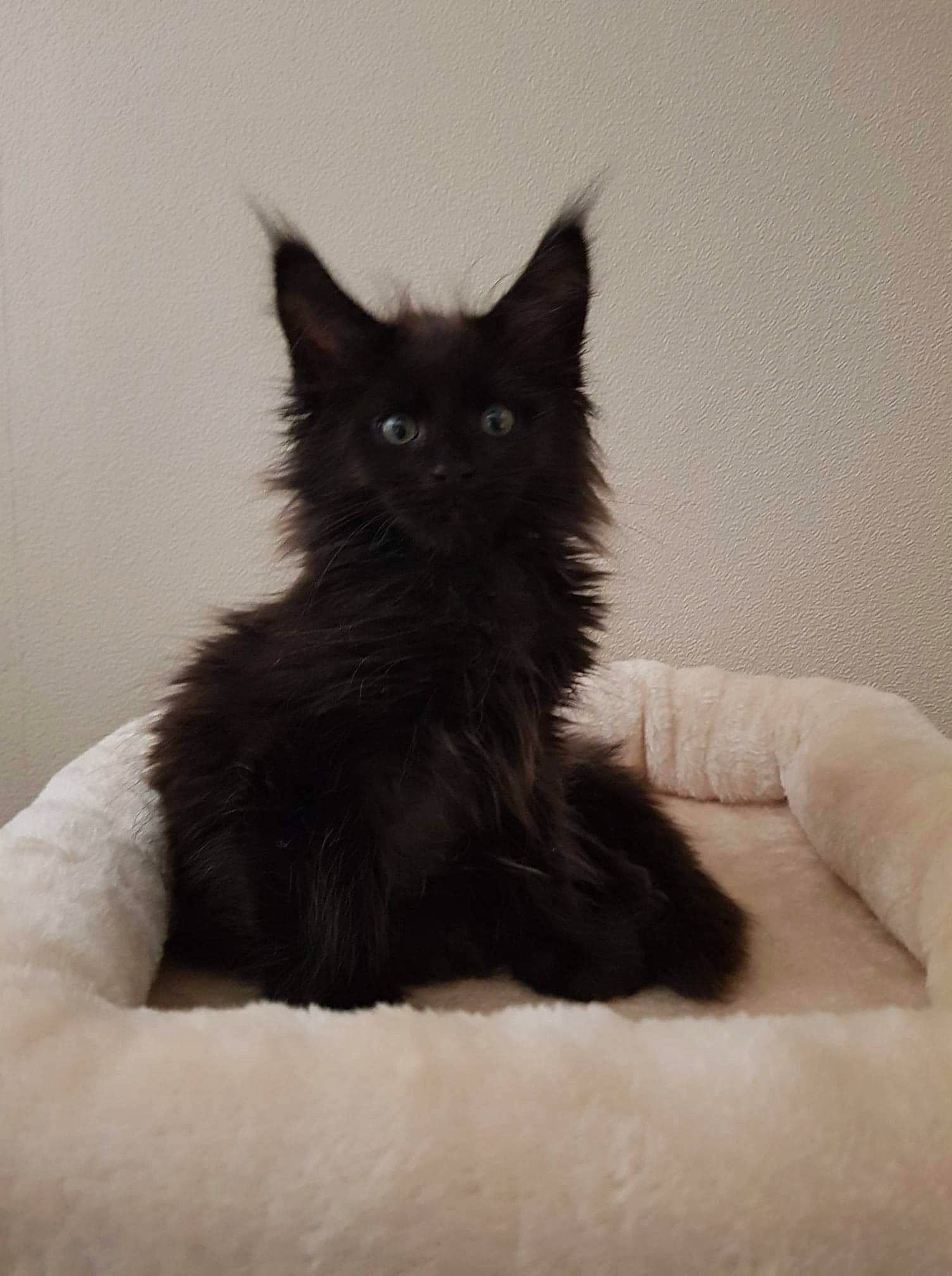 Rãma participe au concours pour gagner de l'argent avec cette photo : black_cat, bombay, carnivore, cat, cat_supply, claw, comfort, felidae, fur, monochrome_photography, small_to_medium_sized_cats, snout, tail, terrestrial_animal, tree, whiskers, window