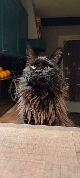 Rãma participe au concours pour gagner de l'argent avec cette photo : automotive_tire, carnivore, cat, citrus, claw, felidae, flooring, fur, grey, small_to_medium_sized_cats, snout, tail, terrestrial_animal, whiskers