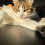 cat, close_up, stretching, fur, paw, whiskers, sunlight, relaxed, indoor, face, ears, table, orange_object, shadow, domestic_cat, animal, pet, portrait, feline, focus
