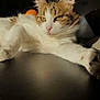 cat, feline, pet, relaxed, fur, whiskers, paw, sunlight, shadow, closeup, portrait, animal, cute, domestic, tabby, white_fur, ears, face, indoor, resting